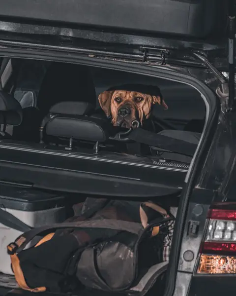 A dog looking out from the back of a packed car before a road trip