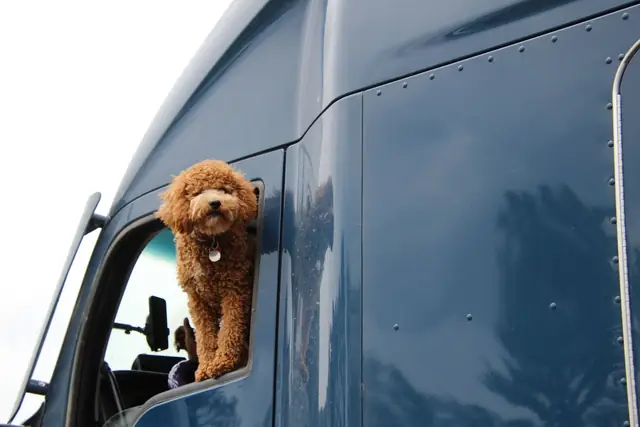 A fluffy brown dog looking out of the window of a blue truck