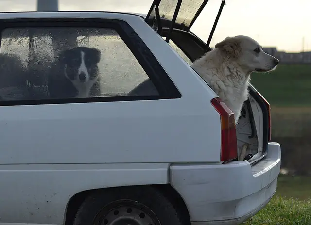 Two dogs resting in the open trunk of a car