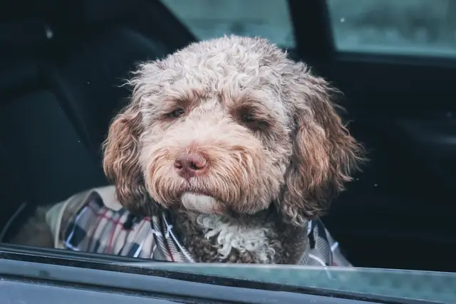 A curly-haired dog sitting in a car, looking out of the window
